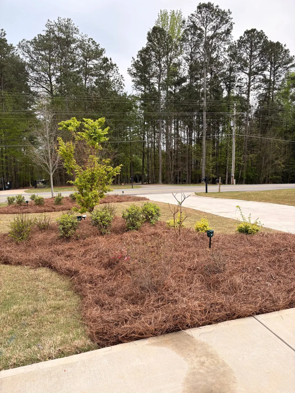 Pine straw island bed with new plantings