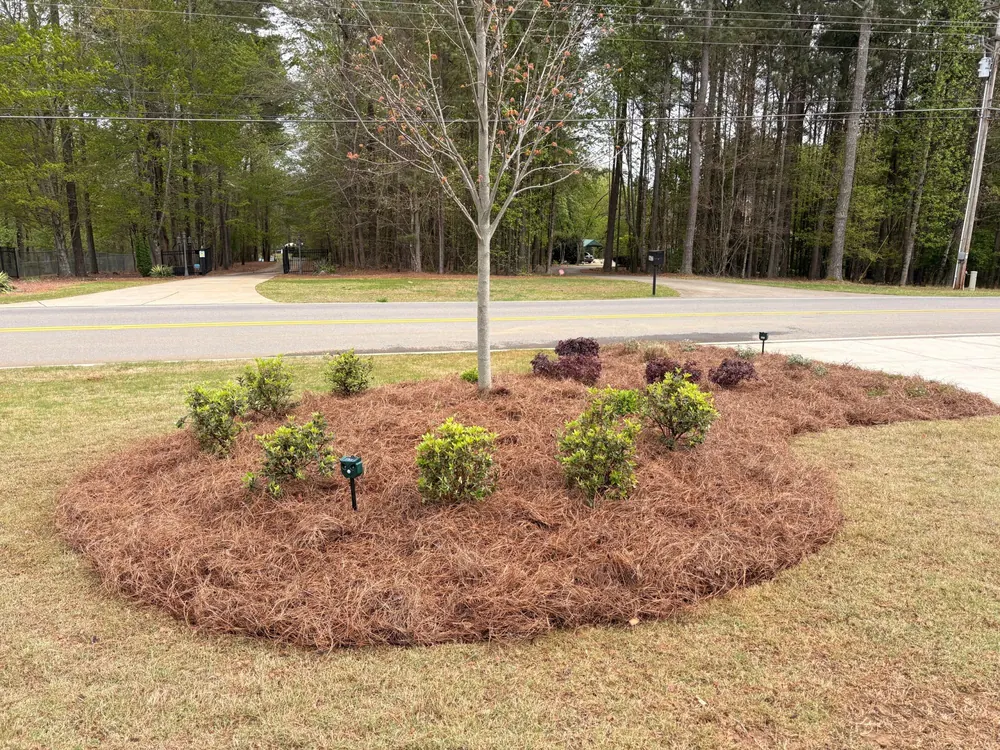 Front-yard island bed with fresh pine straw